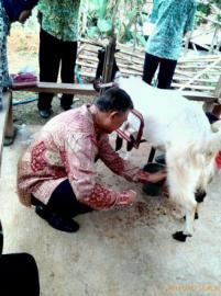 Peternakan Kambing PE