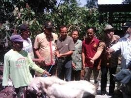 Serah terima kambing savera dari BPTP DIY untuk kelompok ternak Nglanggeran Kulon