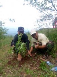 Reboisasi sekaligus Suplai Makanan Untuk Ekor Panjang