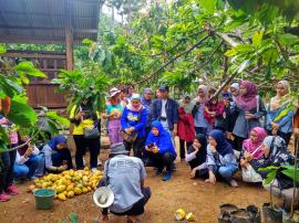 Summer Course UGM Belajar Budidaya dan Pengolahan Kakao di Nglanggeran