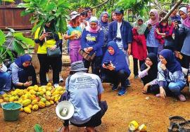 Desa Nglanggeran Produksi Cokelat