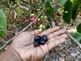 Buah Jamblang, Makanan Pokok Kera Ekor Panjang di Gunung Api Purba