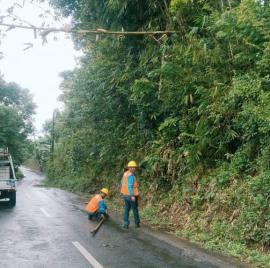 Pohon Bambu Tumbang di Padukuhan Doga