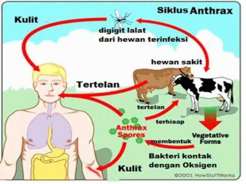 Waspada Penyakit Anthrax